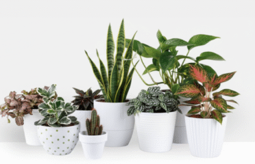 TinyFolia Online Nursery in Pakistan