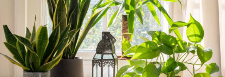 TinyFolia Online Nursery in Pakistan